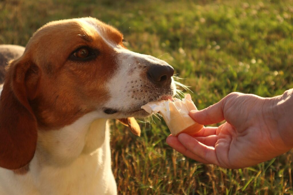 natural cancer treatment for dogs, turkey tail mushroom 