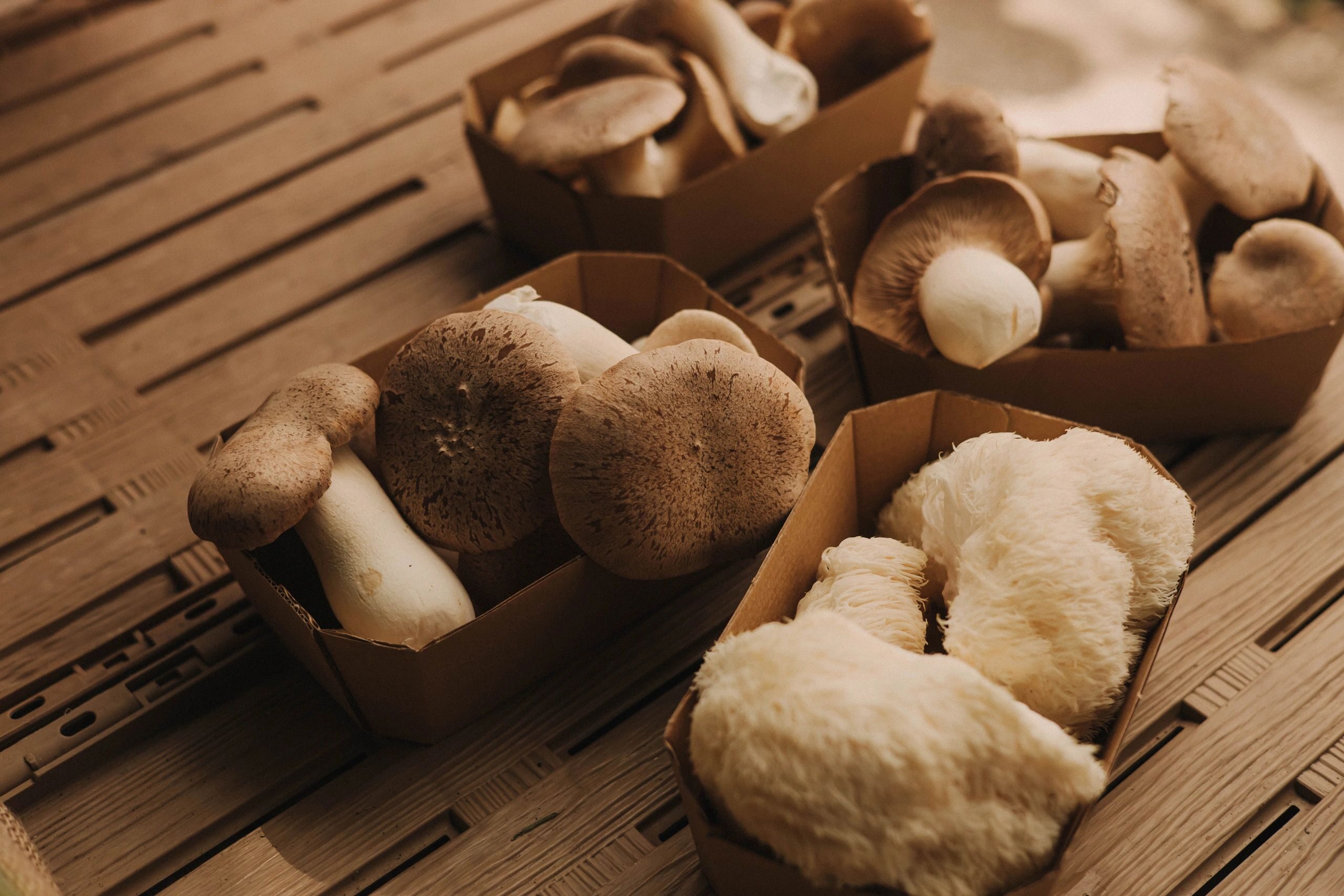 Turkey tail mushroom for dogs